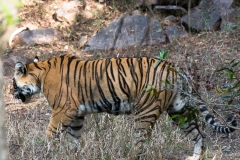 d-i-India-2014-2014-03-22-152