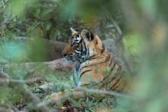 d-i-India-2014-2014-03-22-153