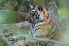 d-i-India-2014-2014-03-22-154