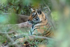 d-i-India-2014-2014-03-22-155