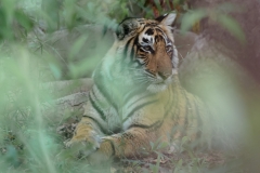 d-i-India-2014-2014-03-22-156