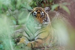 d-i-India-2014-2014-03-22-157