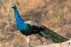 d-i-India-2014-2014-03-22-162