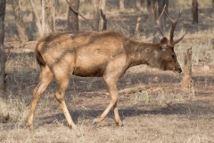 d-i-India-2014-2014-03-23-172