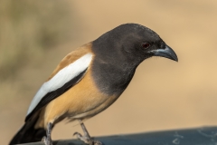 d-i-India-2014-2014-03-23-177