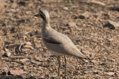 d-i-India-2014-2014-03-23-178