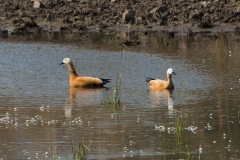 d-i-India-2014-2014-03-23-196