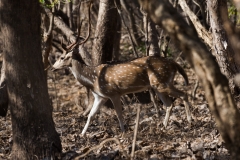 d-i-India-2014-2014-03-28-311
