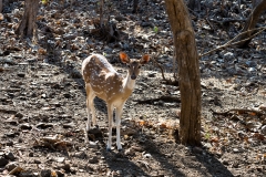 d-i-India-2014-2014-03-28-315