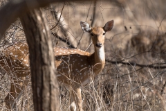 d-i-India-2014-2014-03-28-318