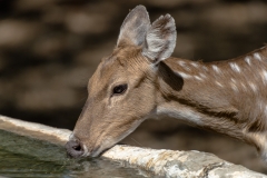 d-i-India-2014-2014-03-28-319