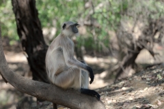 d-i-India-2014-2014-03-28-320