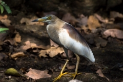 d-i-India-2014-2014-03-28-326