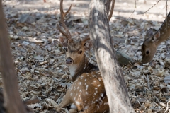 d-i-India-2014-2014-03-28-330