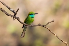 d-i-India-2014-2014-03-28-363