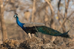 d-i-India-2014-2014-03-28-366