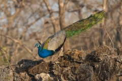 d-i-India-2014-2014-03-28-367