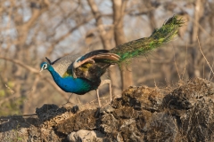 d-i-India-2014-2014-03-28-368