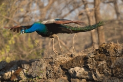 d-i-India-2014-2014-03-28-369