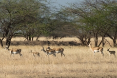 d-i-India-2014-2014-03-30-384