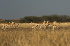 d-i-India-2014-2014-03-30-390