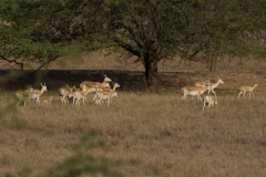 d-i-India-2014-2014-03-30-391
