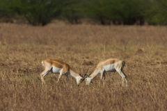 d-i-India-2014-2014-03-30-398