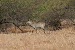 d-i-India-2014-2014-03-30-399