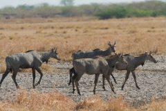 d-i-India-2014-2014-03-30-400