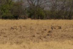 d-i-India-2014-2014-03-30-402
