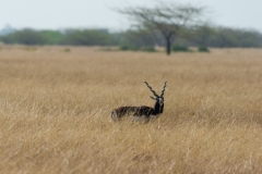 d-i-India-2014-2014-03-30-407