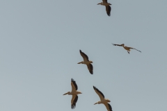 d-i-India-2014-2014-03-30-408