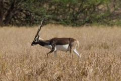 d-i-India-2014-2014-03-30-409