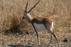 d-i-India-2014-2014-03-30-410