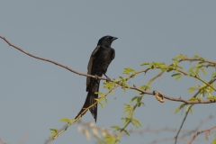 d-i-India-2014-2014-03-30-412