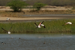 d-i-India-2014-2014-03-30-418