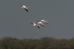 d-i-India-2014-2014-03-30-419