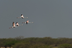 d-i-India-2014-2014-03-30-420