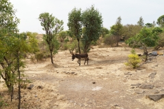 d-i-India-2014-2014-04-06-485