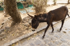 d-i-India-2014-2014-04-06-490