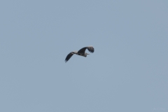AHI-2014-05-24-21-39-01
