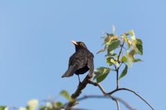 AHI-2014-05-24-21-46-00