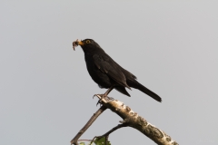 AHI-2014-05-24-22-45-44