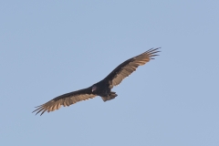 AHI-2014-09-01-11-03-54