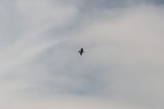 AHI-2014-09-13-14-16-19