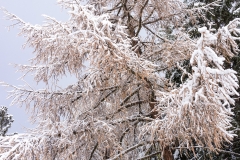 AHI-2015-11-21-12-25-31
