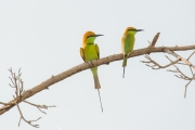 Green Bee-Eater