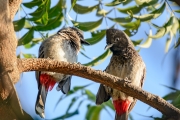 Bulbul