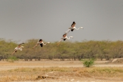 Greater Flamingo