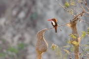 White-throated Kingfisher